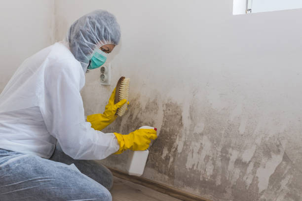 Best Water Damage & Mold Remediation  in Clearlake, CA