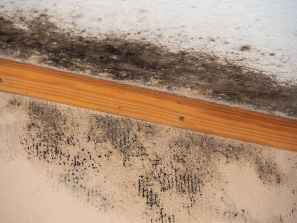 Best Mold Removal for HVAC Installations  in Clearlake, CA