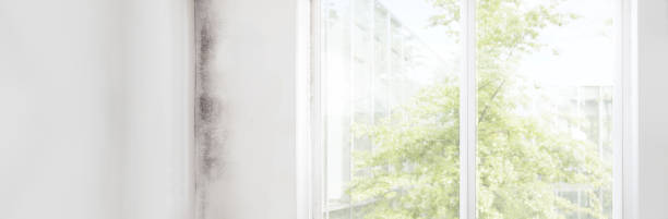 Best Airborne Mold Testing  in Clearlake, CA