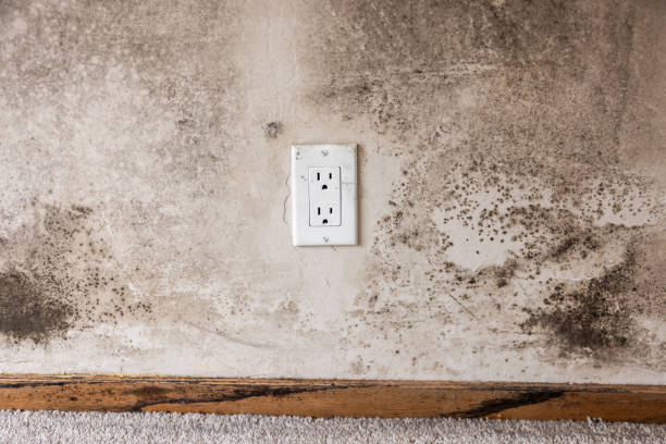 Best Air Quality Testing for Mold Spores  in Clearlake, CA