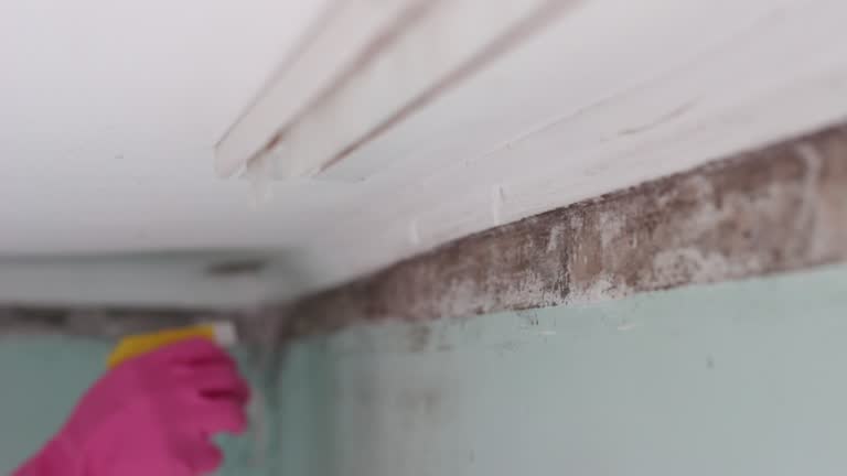 Best Mold Prevention Services  in Clearlake, CA